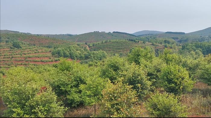 常宁万亩荒山废山生态午夜欧美理论片产业化新模式——万亩油茶基地