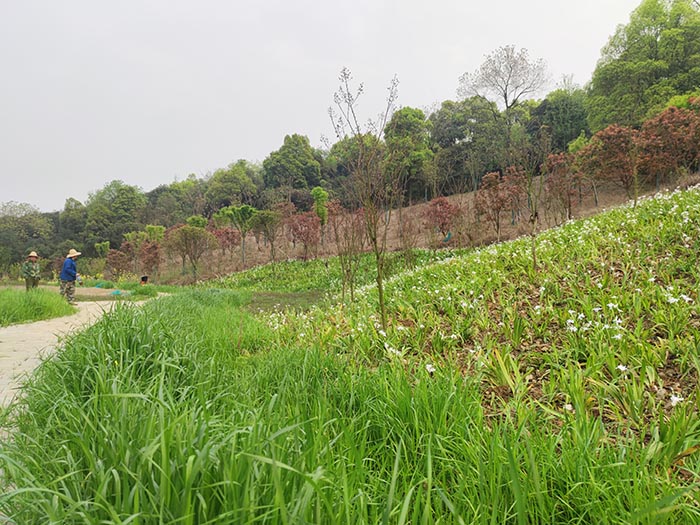 衡阳市常宁水口山铅锌煤矿区山水林田湖草生态保护午夜欧美理论片试点工程