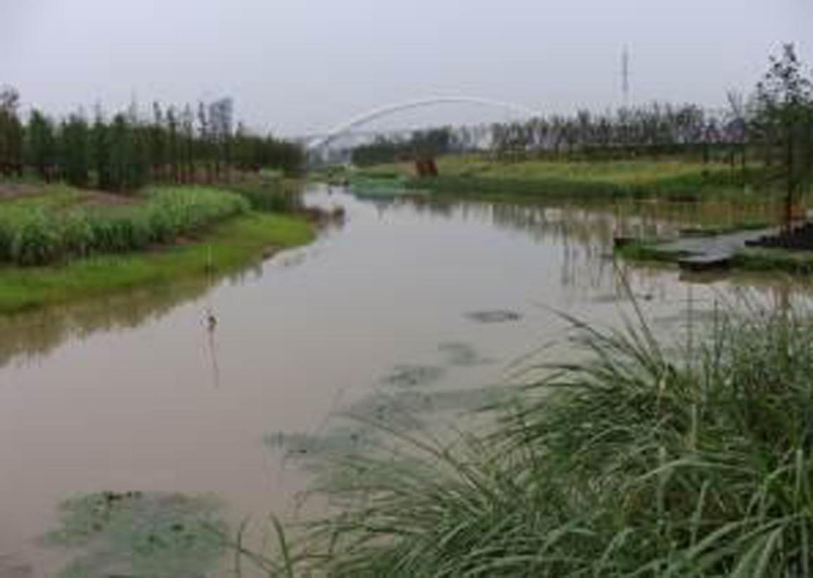 洋湖湿地生态午夜欧美理论片与保育工程