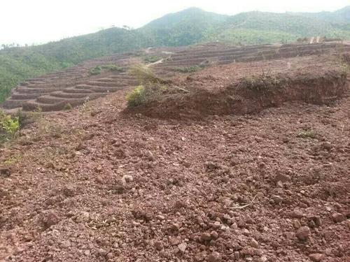 常宁万亩荒山废山生态午夜欧美理论片产业化新模式——万亩油茶基地