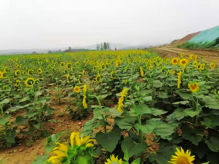 鹤壁市淇滨区南太行地区山水林田湖草生态保护午夜欧美理论片工程